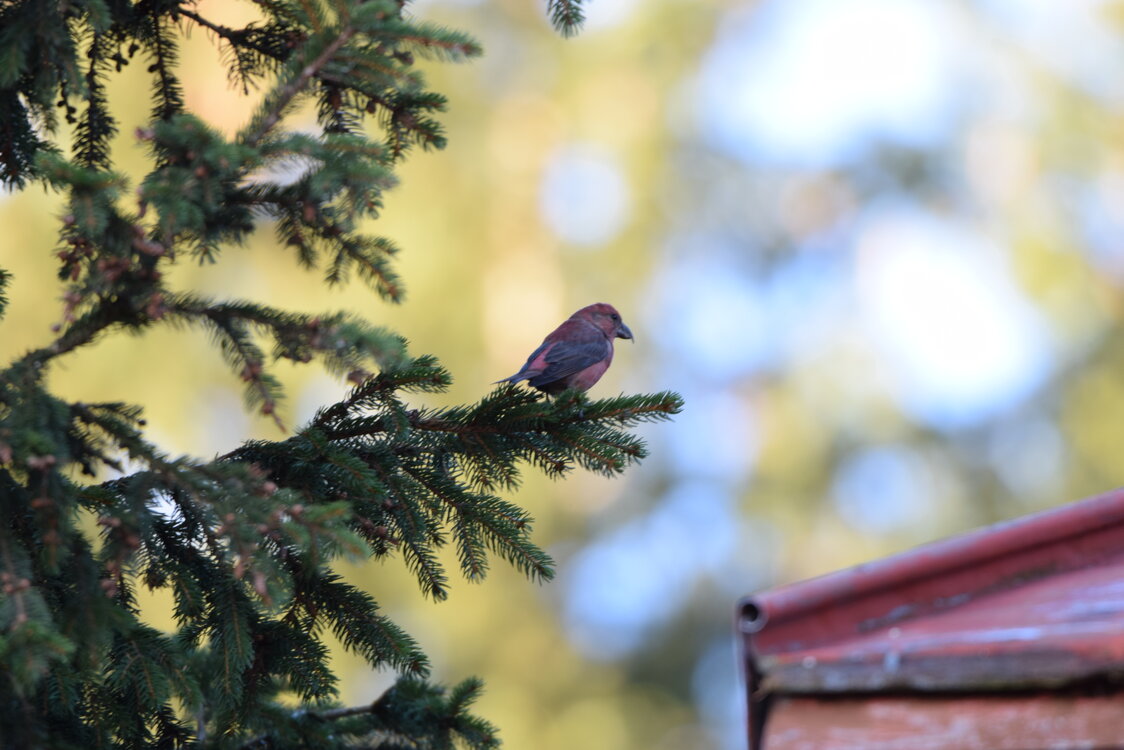 1 Day Birding Tour Around Capital City of Sofia -NEW-